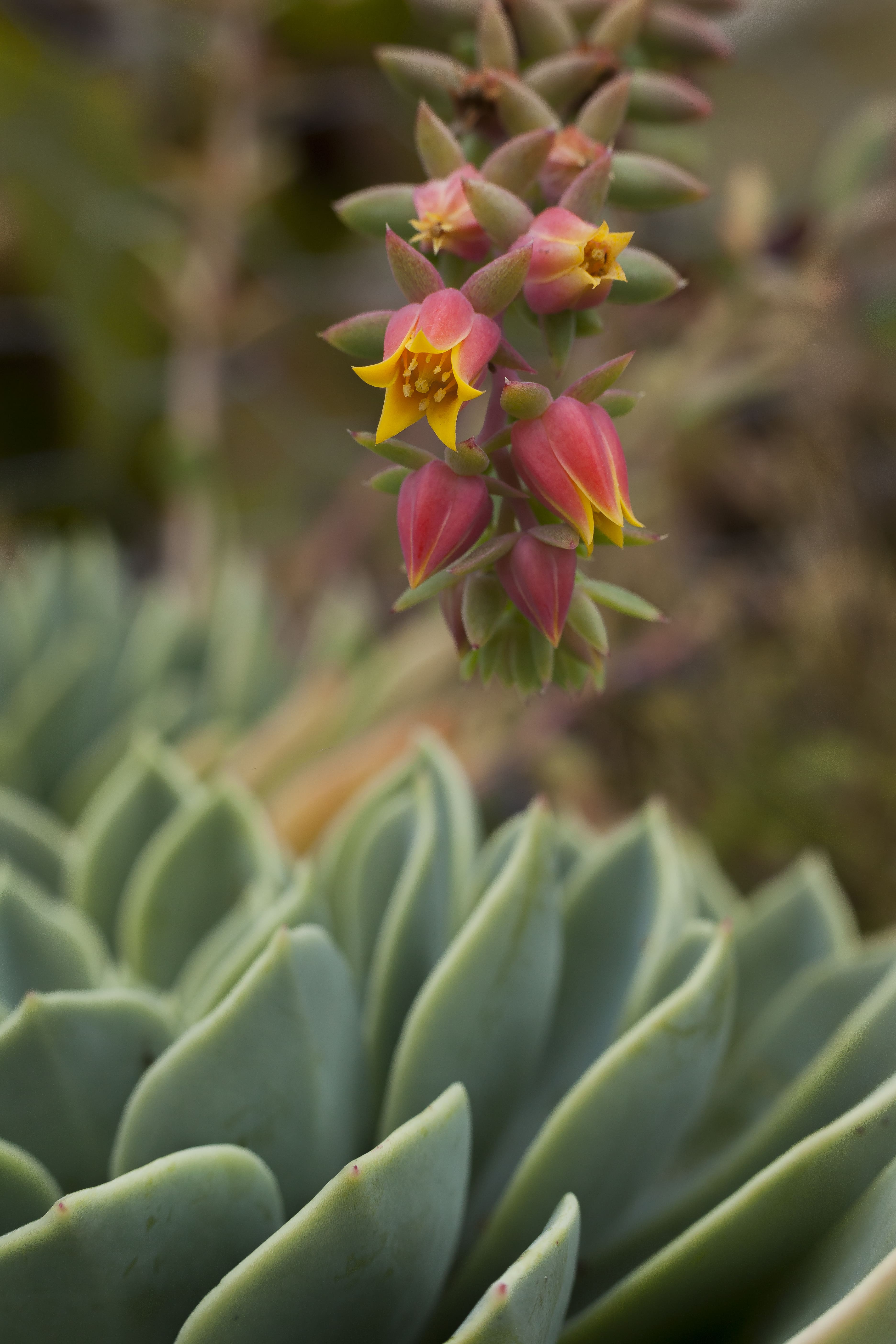 Picture of Green succulent with orange flower drooping down