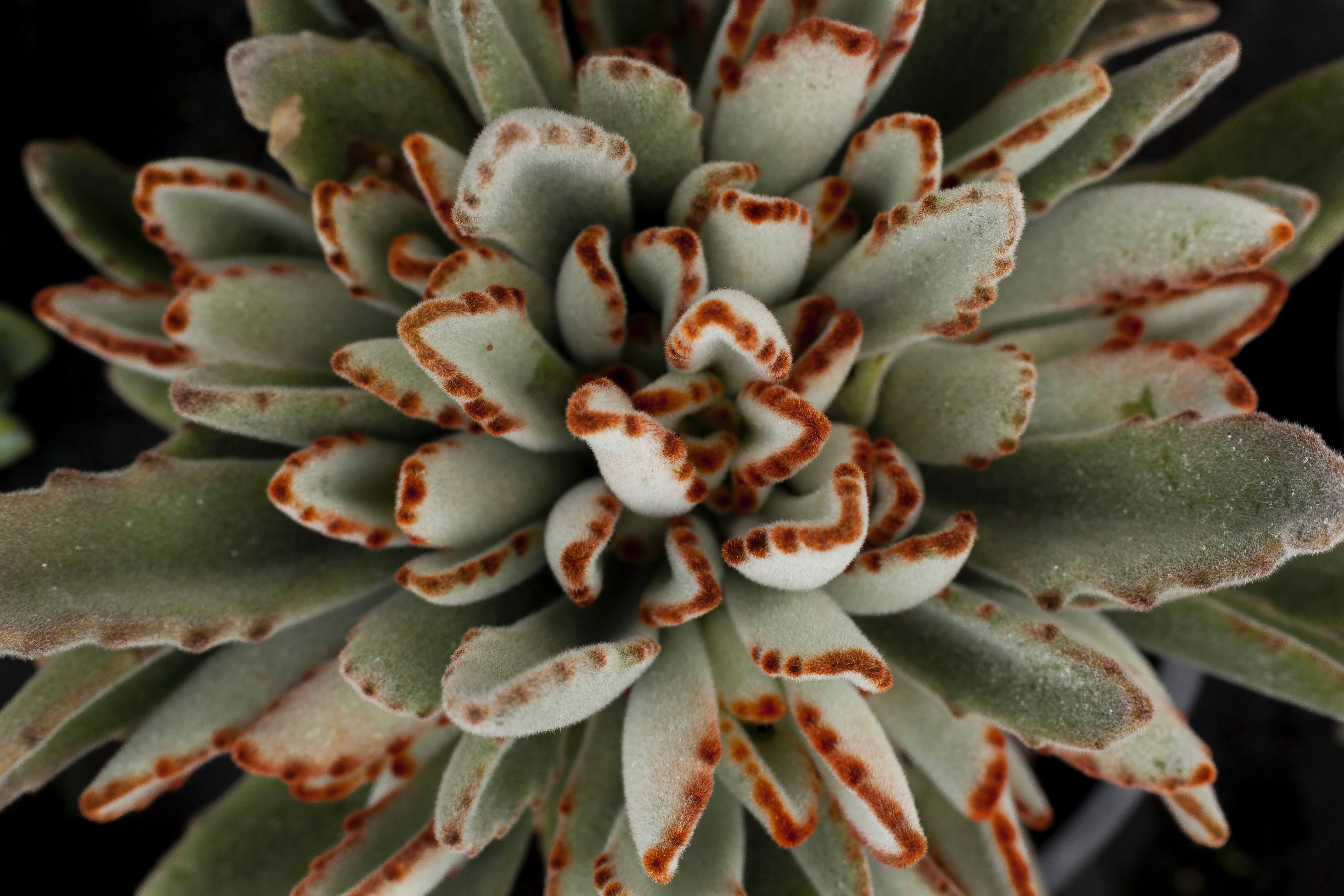 Picture of Kalanchoe tomentosa