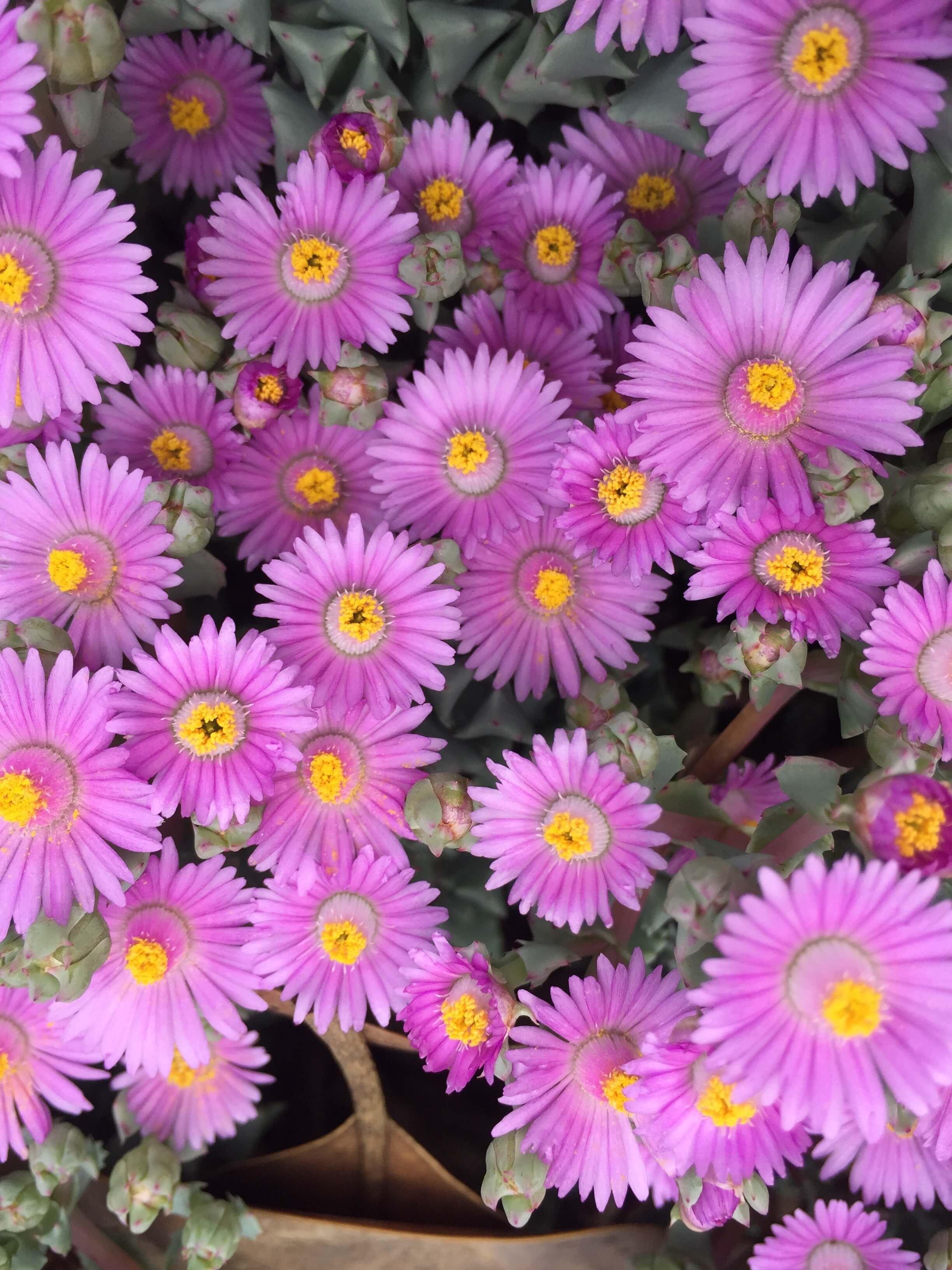 Picture of Succulent with pink flowers