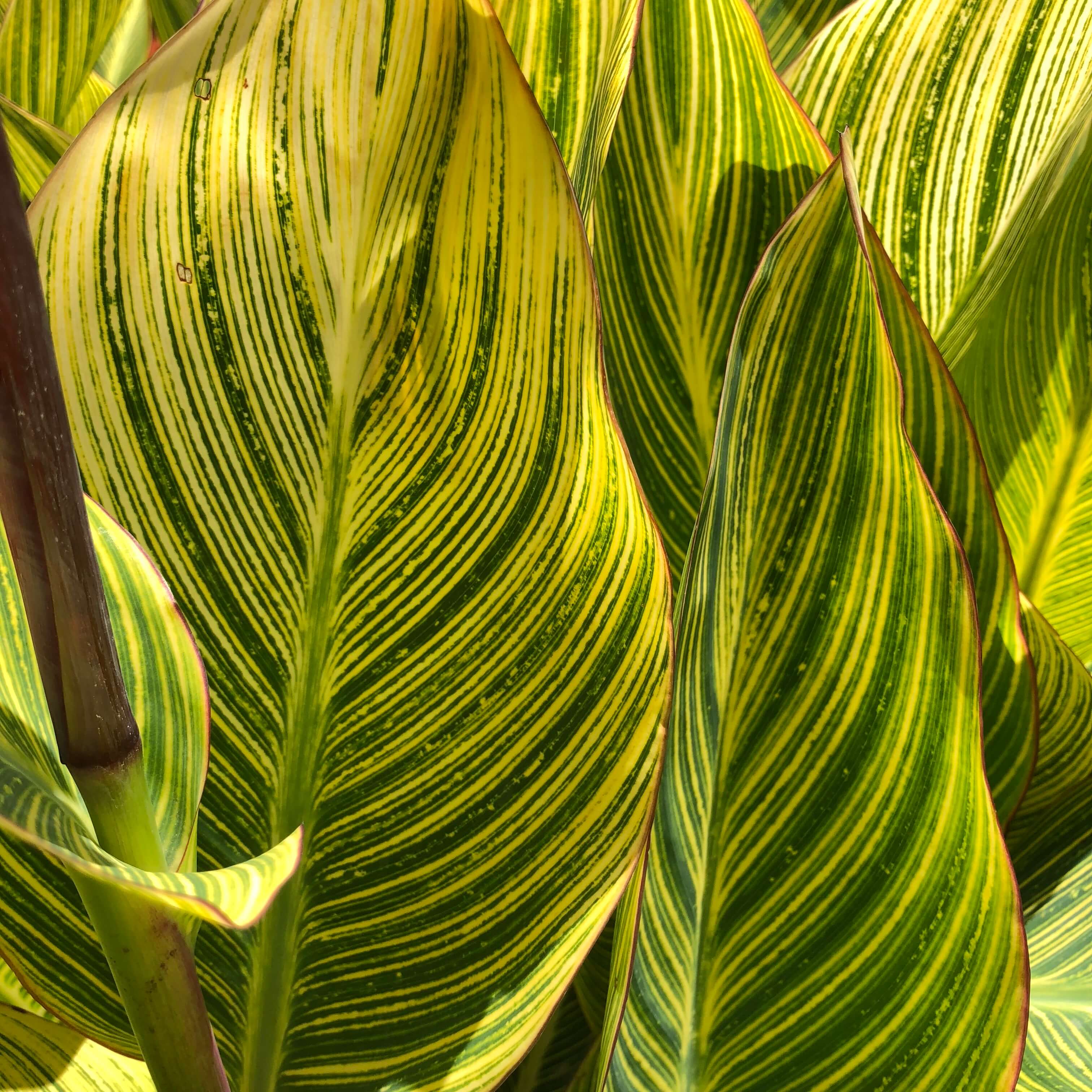 Picture of Canna plant with yellow and green striped leaves
