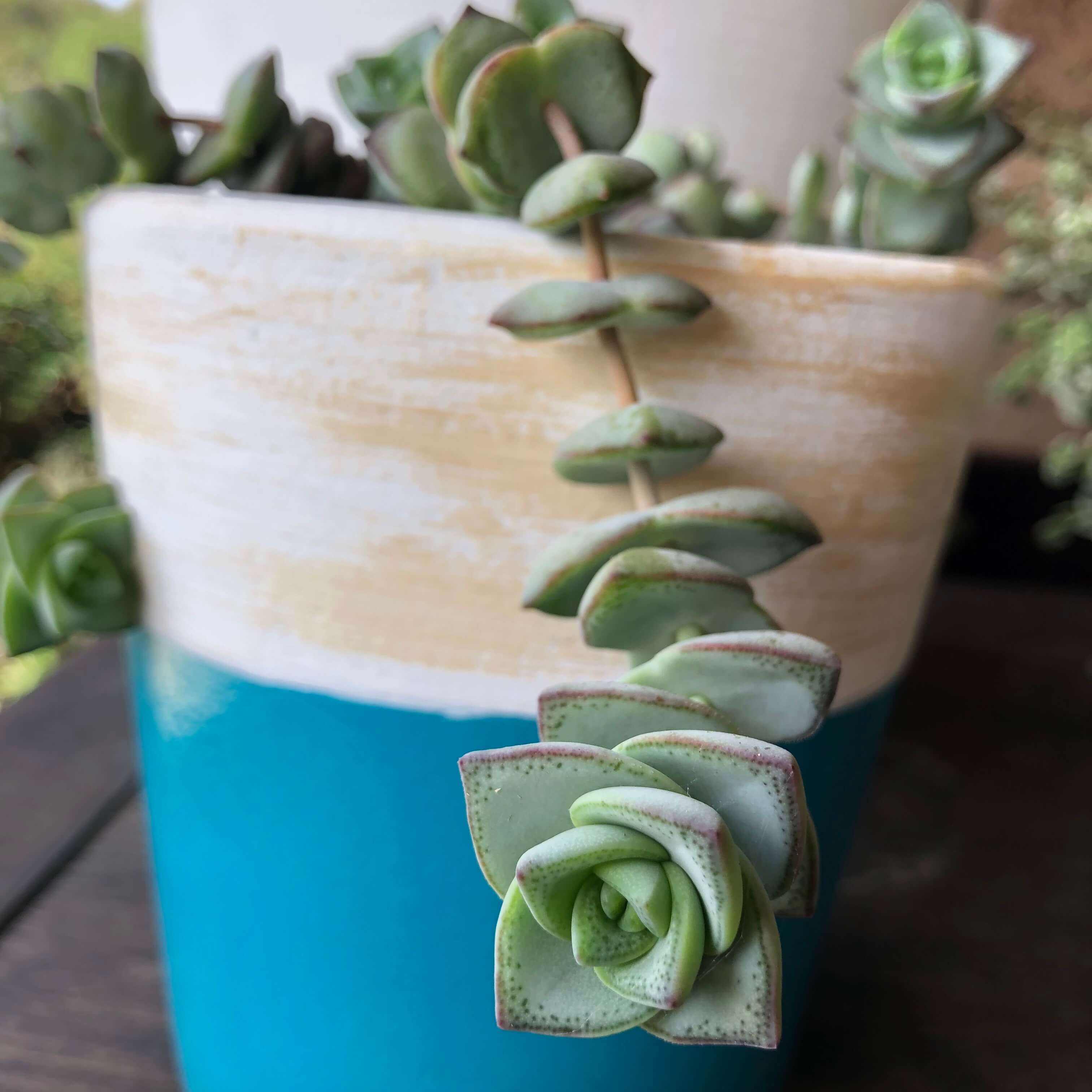 Picture of Succulent in blue and white pot