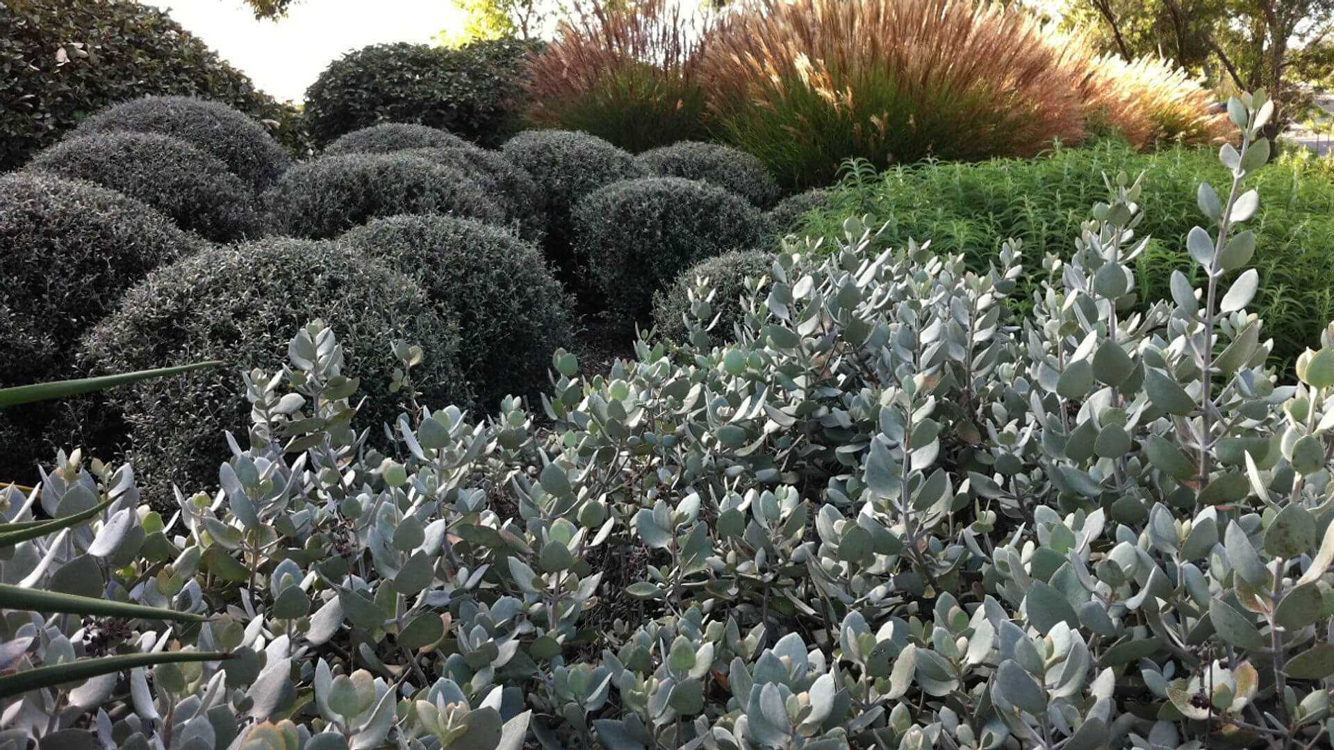 Picture of Silver Spoon, Corokia and Miscanthus bushes