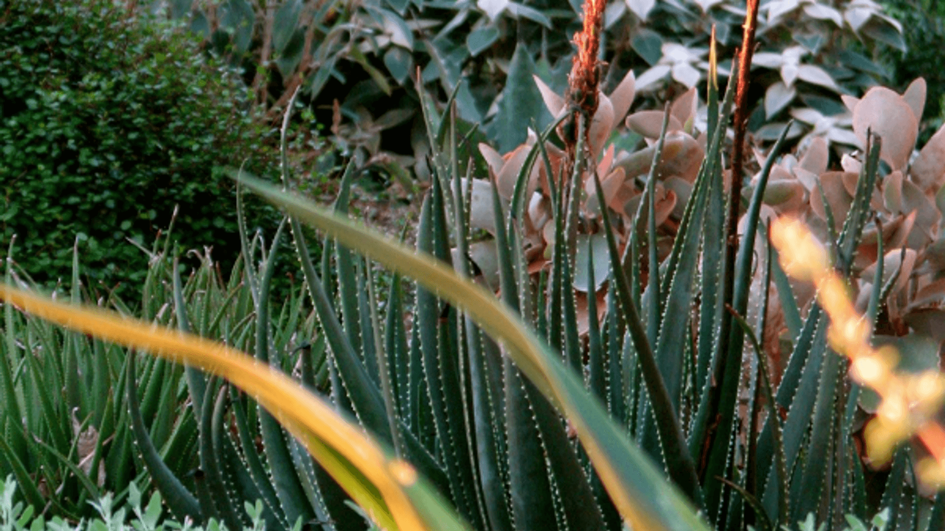 Picture of Aloe plants with Copper Spoon plants and Strobilanthes in the background